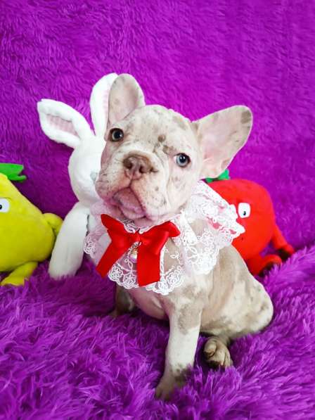 French bulldog. Isabella merle girl в