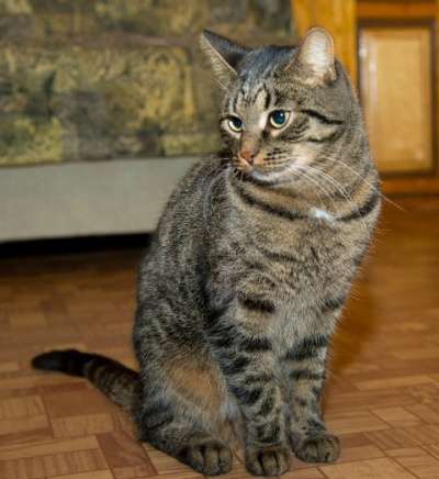 Отдам даром Макс, великолепный молодой полосатый кот в Москве фото 3