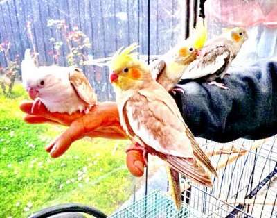 Куплю Куплю Попугаев, канареек, приму в дар в Москве фото 4