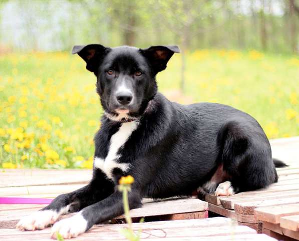 Щенок ЛЕКСУС ищет дом в Москве