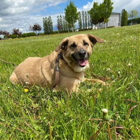 Великолепная собака Эра в добрые руки в Москве фото 10