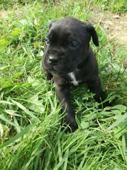 Продам девочку кане корсо. Родилась 10 в Калуге фото 22