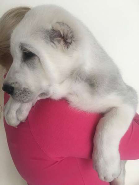 АЛАБАИ ЩЕНКИ в фото 10