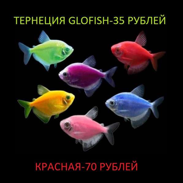Продам аквариумных рыбок в фото 10