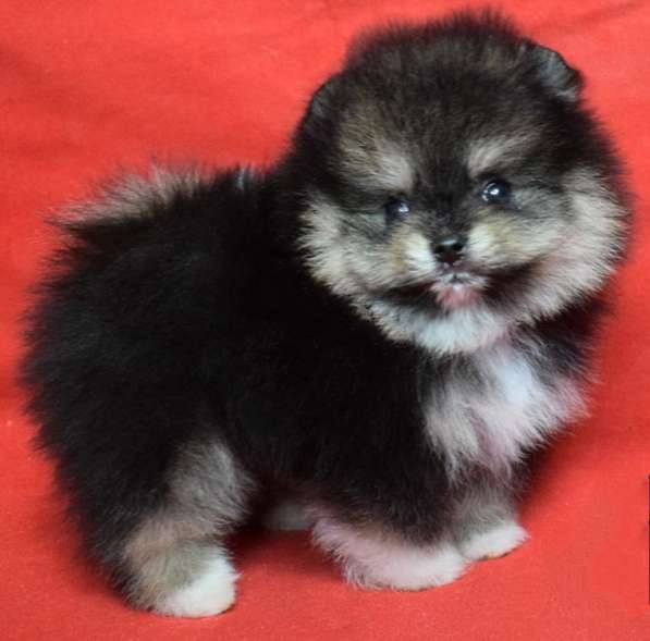 Померанский шпиц. Мини - мишка. Black tan в фото 3