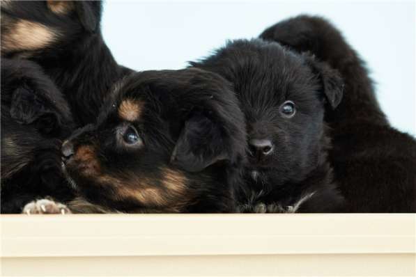 Москва, МО. Чудесные малыши ищут дом в Москве фото 9