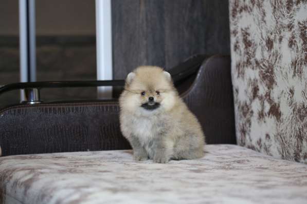 Щенки померанского шпица в Ярославле фото 14