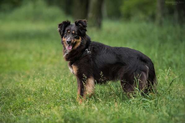 Чудо-собачка Фиби ищет семью в Москве фото 15