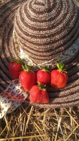 Продам саженцы клубники в фото 10