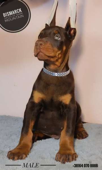 Доберман щенки в фото 10
