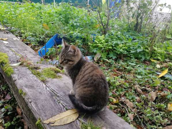 Котёнок девочка в Москве фото 13