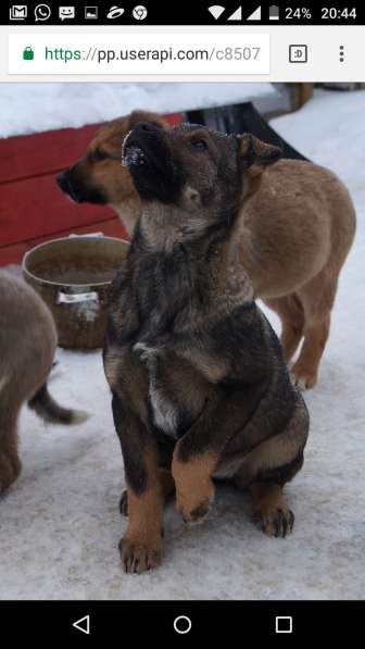 Дана, 1 год, ищет дом! в Раменское фото 13