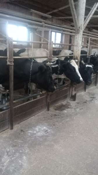 Коровы дойные в Челябинске фото 3