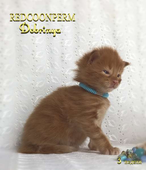 Котёнок Добрыня. Шоу класс. Питомник в Перми