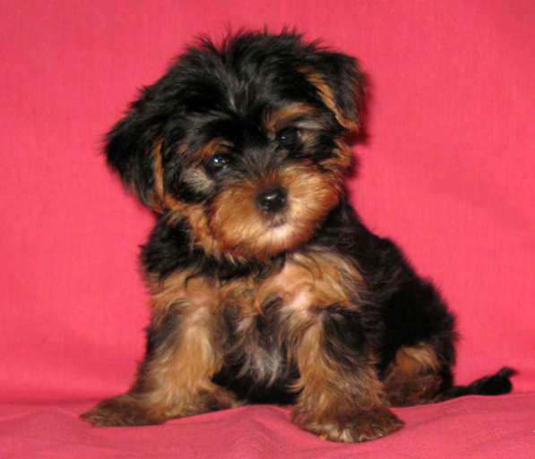 Продаются щенки йоркширкого терьера