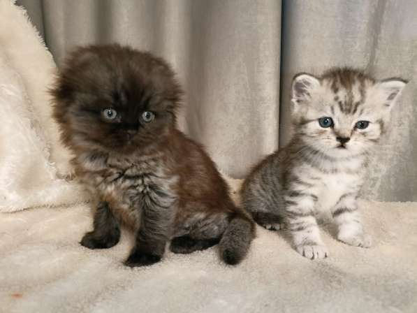 Котята шотландской вислоухой в Краснодаре фото 4