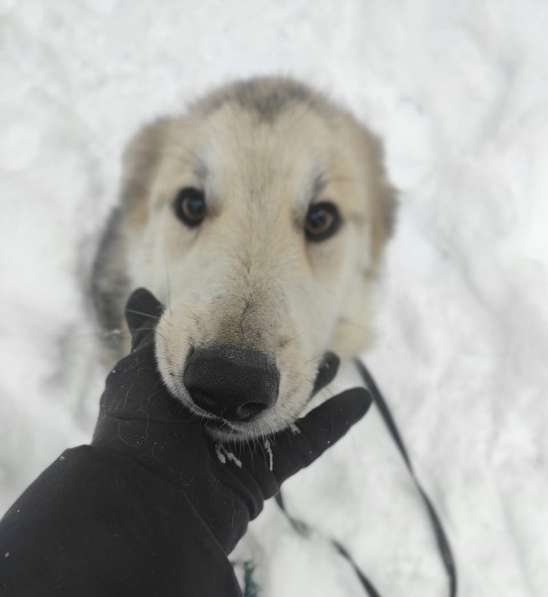 Очень ласковый пушистик ищет дом в Санкт-Петербурге фото 13