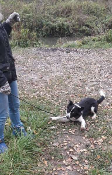 Длинношёрстная собака Белка ищет дом. С доставкой в Новосибирске фото 4