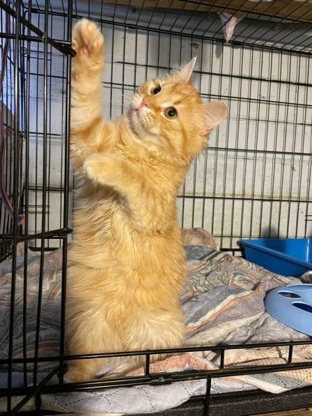 Хорошенькие котятки-шарики ищут дом в Санкт-Петербурге фото 5