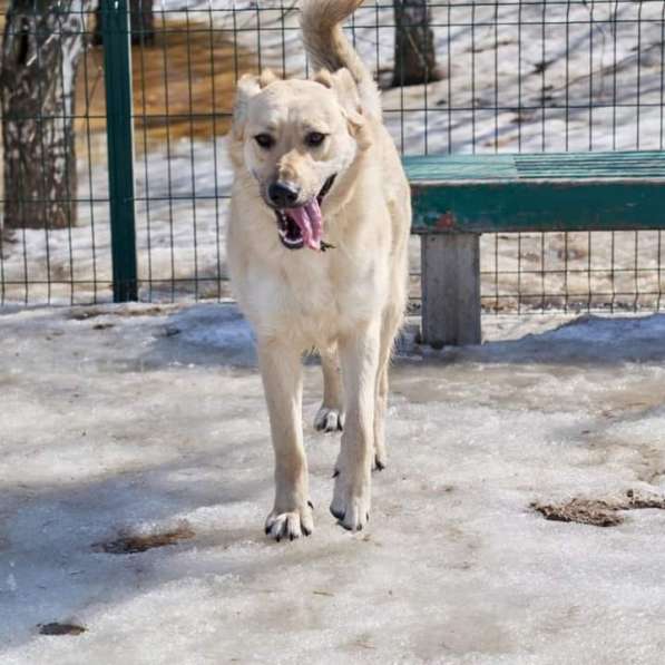 Чудесная Бьянка ищет семью в Москве фото 10