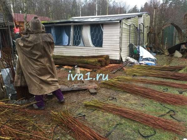 Плетеные деревья из ивы в Санкт-Петербурге фото 10