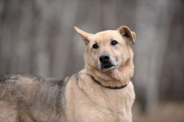 Дюшес - лучший Друг для всей семьи! в Москве фото 12