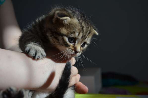 Шотландская вислоухая кошечка в фото 7