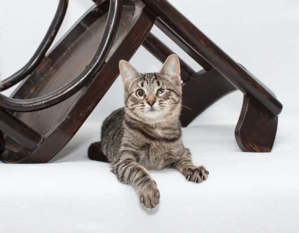 Мурлыка-котенок с дефектом глазика очень ищет дом в Санкт-Петербурге фото 3