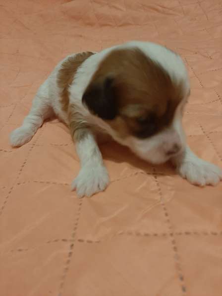 Продам щенков в фото 12