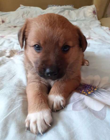 Отдам в добрые руки в Севастополе фото 3