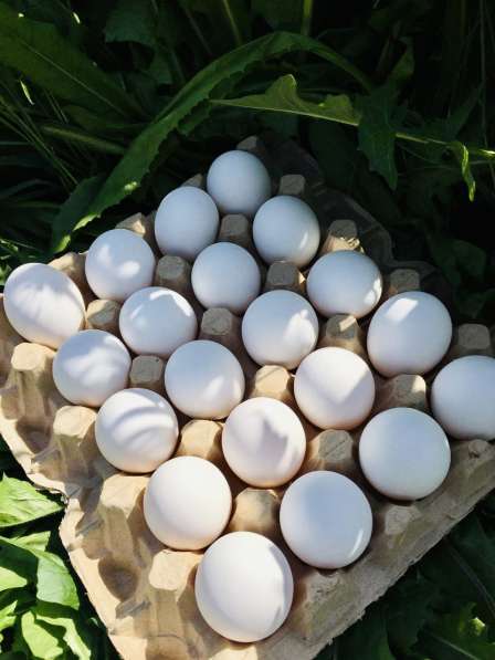Индейка, куры, яйцо в Невинномысске фото 3
