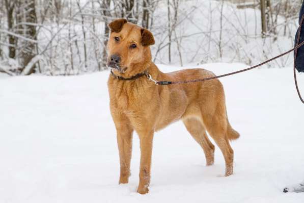 Ксюха хочет домой в Санкт-Петербурге фото 3