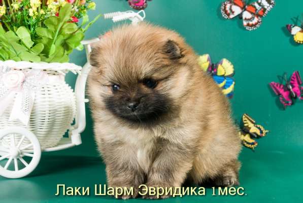 Породные щенки померанского шпица от питомника Лаки Шарм в Москве фото 7