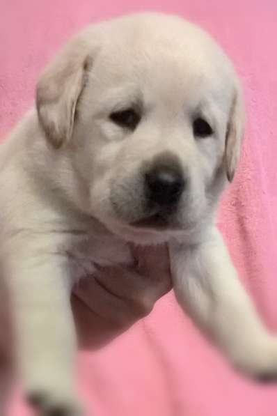 Очень красивые щенки лабрадорар в Иркутске фото 9