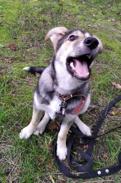 Тася в добрые руки в Ногинске фото 26