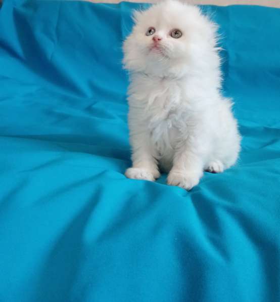 Белоснежный котик с разноцветными глазами в Костроме фото 4