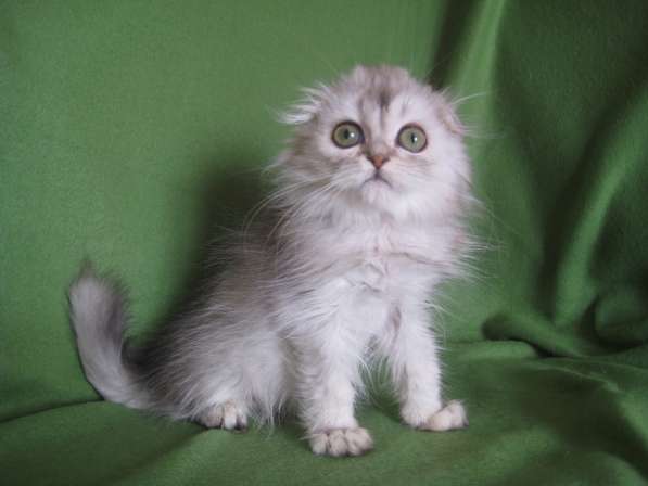 Котик - маленький НЛОшка в Казани фото 8