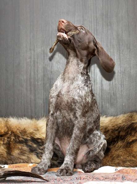 Щенки курцхаара в Санкт-Петербурге фото 13