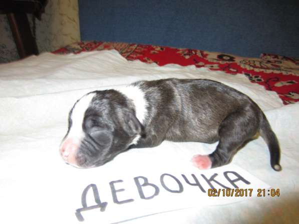 Щенки в Ульяновске фото 13