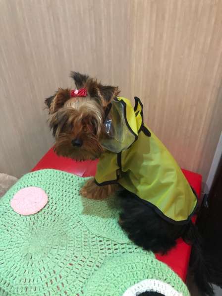 Одежда для собак в Орехово-Зуево фото 5