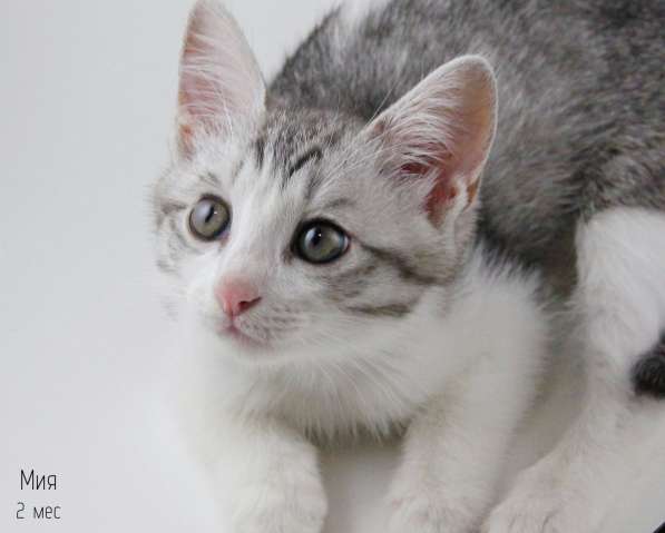 Отдам котят в добрые руки в Москве фото 13