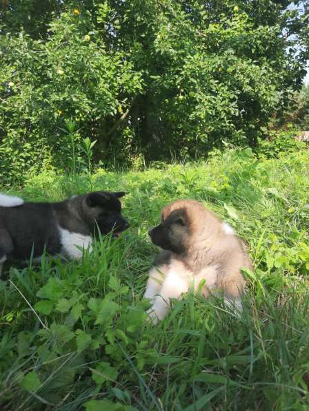 Щенки Американской акиты в Краснодаре фото 4