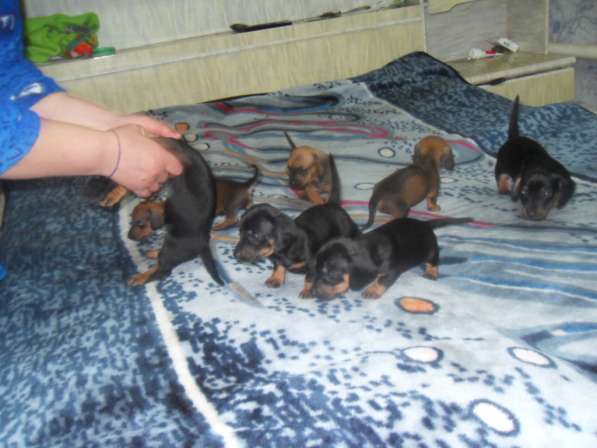Породистые щенки карликовой таксы в Саратове фото 19