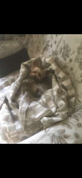 Вязка мини Йорк в Санкт-Петербурге фото 28