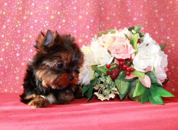 Щеки Йоркширского терьера. Девочка супер мини в Москве фото 9