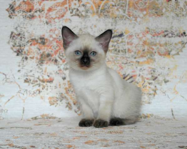 Котёнок породы Меконгский бобтейл в Курске фото 4
