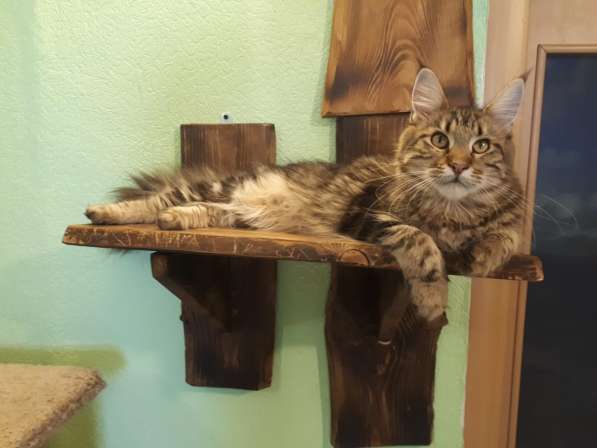 Девочка Мейн кун в Челябинске фото 7