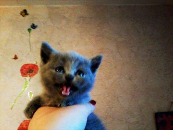 Вязка : Опытный Шотландский кот-Красавец.кот на вязку в Москве фото 11