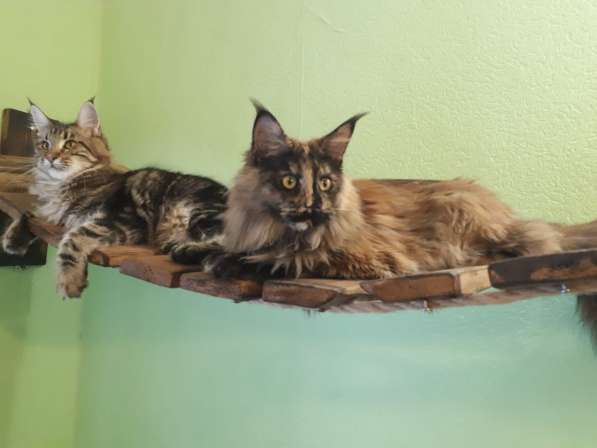 Девочка Мейн кун в Челябинске фото 5