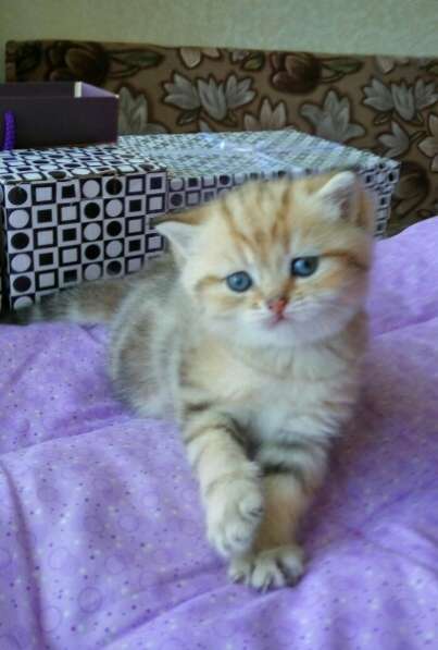 Британские котята в Санкт-Петербурге фото 16